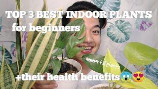 TOP 3 BEST INDOOR PLANTS FOR BEGINNERS| Sansevieria, Pothos Plant, Dragon Tail Plant