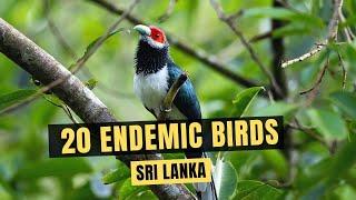 20 Endemic Birds of Sri Lanka