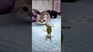 Cat very funny tiktok hahahaha