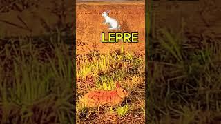 LEPRE  SULLA STRADA 