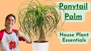 Ponytail Palm Plant Care - How to Grow Beaucarnea Successfully - Low Maintenance