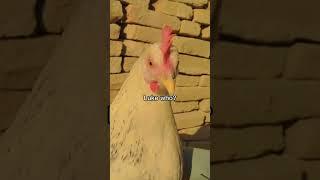 Whitee the funny chicken | Backyard Chickens Homestead