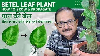 Betel Plant Care | Growing betel leaf plant from cutting | जानिए पान की बेल कैसे लगाएं|