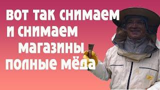 Снимаем магазины с мёдом.  Смотрим гнездо.