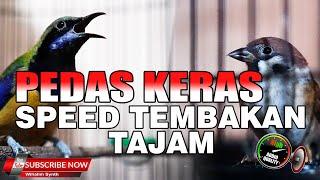 FULL PEDAS KERAS JERNIH !! MASTERAN ANDALAN BURUNG JUARA COCOK UNTUK SEMUA BURUNG KOLIBRI MURAI