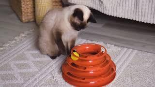 Bluey's Siamese Cat's Ultimate Treat Puzzle Challenge!