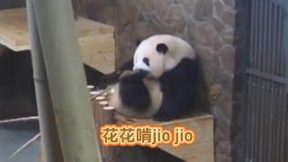 9.25花花:我的jio jio真香！我啃完jio jio再挠痒痒