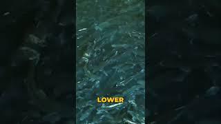 Feed Conversion Efficiency
