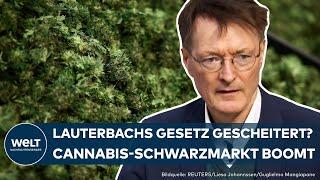 CANNABIS: Schwarzmarkt boomt trotz Legalisierung! Union will Lauterbachs Gesetz rückgängig machen