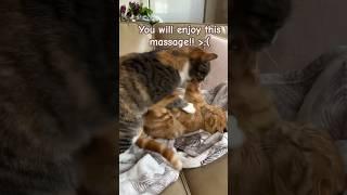 Kitty just won’t stop massaging 