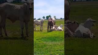 Happy cow life with family 01
