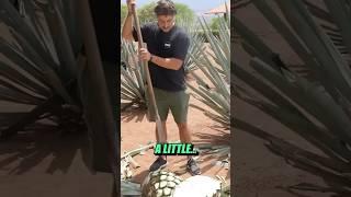 Daddy Wellness Makes TEQUILA