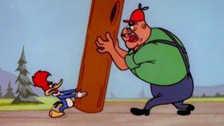 Who Stole Woody's Tree? | Old Woody Woodpecker Marathon | Woody Woodpecker