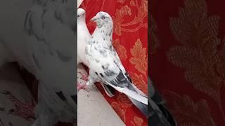 #lowflyerpigeon #lowflyer #pigeon #kabootar #shortspigeon #kabutar #pigeonslovers