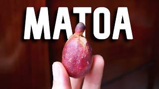 The Rare Cousin to Lychees and Rambutans - MATOA FRUIT