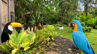 SÃO TANTOS ANIMAIS QUE NOSSO SÍTIO VIROU UM MINI ZOOLÓGICO