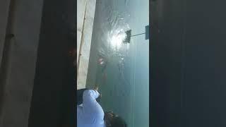 cloure wise fish 