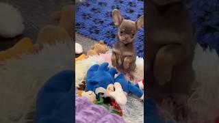 Лиловый щенок ЧИХУАХУА #чихуахуамосква #чихуахуа #собака #щенкичихуахуа #купитьчихуахуавмоскве