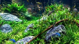 Aquarium Decorating Tips