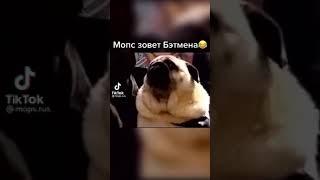 мопс завет бэтмэна