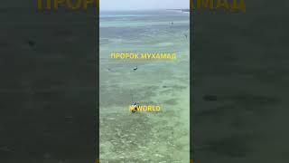 #пророк Мухаммад #Аллах #пророкмухаммадﷺ #напоминание #ислам #шортс #шортсвидео