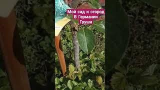 Груши. Мой сад и огород в Германии