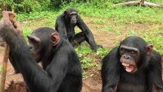 The Chimpanzees Of Ngamba Island Sanctuary- Uganda