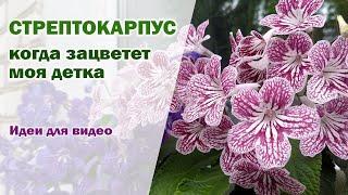 Когда зацветет детка стрептокарпуса I Примеры цветения стрептокарпусов