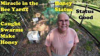 Bees Ready to Sell | Seeing a Beekeeping Miracle | Honey Looks Ready