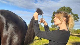 The BEST way to trim a horse tail - Horse(wo)man's secret for a level tail WHILE the horse is moving