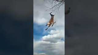 Dog Jumps and Tries to Bite Off Fruit Hanging From Tree #dog #jump #hanging #tree #viral #from