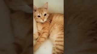 #catshorts #cat #cute #cutecat #pets #prettycat #kitty #kitkat #love #catshorts  #angel