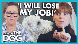 Owner loses job over Out of Control Dog in the Office | It’s Me or The Dog