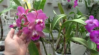 Цветение май 2025. Phragmipedium Schroederae,Laelia purpurata  и др.