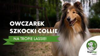 Owczarek szkocki collie - jak Lessie zdobyła serca milionów ludzi