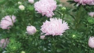 'Soufflé Light Pink' China Aster From Johnny's Selected Seeds