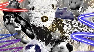 FIREWORKS with Rodent Rascals Adventures