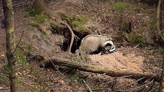 Narrow escape: Wolf vandalizes badger sett with badger cubs inside