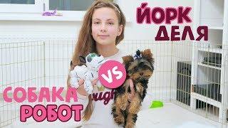 ЙОРКШИРСКИЙ ТЕРЬЕР ДЕЛЯ VS СОБАКА-РОБОТ PUPBO Silverlit