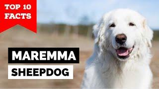 Maremma Sheepdog - Top 10 Facts