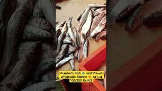 Mumbai's Fish  prawns  Wholesale at just 100/200 KG। Mumbai fish market। #fish #market #mumbai