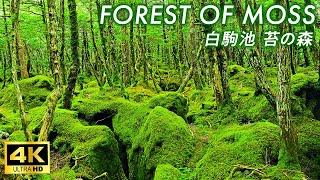 【4K Japan Walk】Hiking in a moss forest turned into mountain climbing before I knew it …