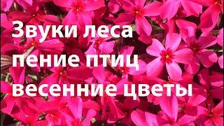 Звуки леса, пение птиц, весенние цветы.  Sounds of the forest, birdsong, the first spring flowersl