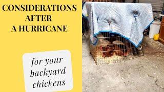 Considerations After a Hurricane (or any storm) for your Backyard Chickens