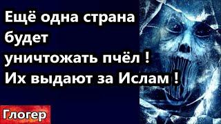 Ещё одна страна будет уничтожать пчёл ! Дикарей выдают за Ислам ! В защиту Трампа ! #сша #глогер