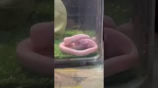 BLIZZARD CORN SNAKE EATS FROZEN PINKY! #cornsnake #blizzard #youtubeshorts #shorts