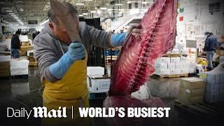 America’s Largest Fish Market Moves 2,000,000 lbs of Fish Nightly | World’s Busiest | Daily Mail