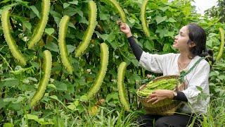 Harvesting DRAGON BEANS, Harvesting OKRA FLOWER...Goes To The Market Sell | Phương Farm Life