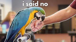 How To Get a Macaw to STOP BITING and START STEPPING UP!