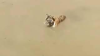 duck escaping from tiger